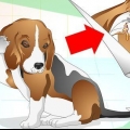 Trattare le infezioni dell'orecchio nei cani