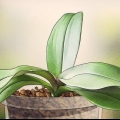 Far sbocciare le orchidee