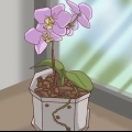 Trapianto di orchidee