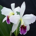 Prendersi cura delle orchidee