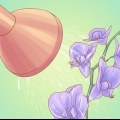 Innaffiare le orchidee