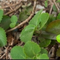 Utilizzando foglie di origano per fare una medicina per la tosse