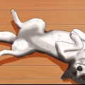 Accarezzare la pancia di un cane