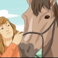 Equitazione