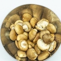 Conservazione dei funghi