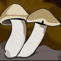 Funghi in crescita