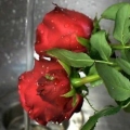 Fare profumo dai petali di rosa
