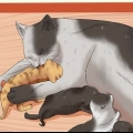 Regalare gattini appena nati
