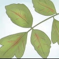 Quercia velenosa disinnescata