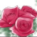 Rose in crescita