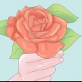 Piantare rose