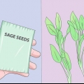 Salvia crescente