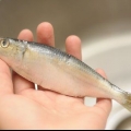Preparare le sardine