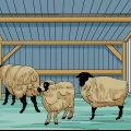 Prendersi cura delle pecore