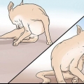 Riconoscere la rogna nei cani