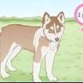 Allevamento di siberian husky