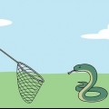 Catturare serpenti