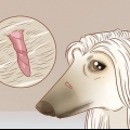 Rimuovere le etichette della pelle nei cani