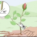 Prendere talee dalle rose