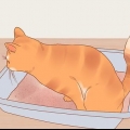 Ridurre lo stress nei gatti