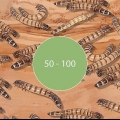 Allevamento di super vermi