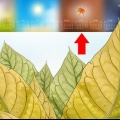 Essiccazione del tabacco