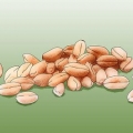 Coltivazione di erba di grano