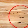 Riconoscere il danno da termite