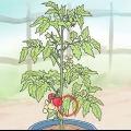 Potatura dei pomodori da cortile