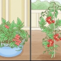 Coltivare pomodori al chiuso