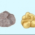 Tartufi in crescita