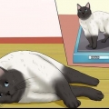 Prevenire le infezioni delle vie urinarie nei gatti