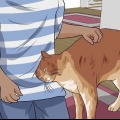 Districare la pelliccia del gatto