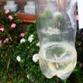 Fai l'irrigazione a goccia da una bottiglia di plastica