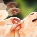 Sbarazzati dei pidocchi dei cani