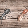 Sbarazzati delle formiche carpentiere