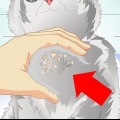 Sbarazzarsi della forfora del gatto