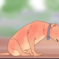 Sbarazzati delle tenie negli animali domestici
