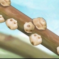 Sbarazzati delle cocciniglie