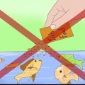 Come sbarazzarsi delle lumache in un acquario