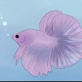 Determinare se il tuo pesce betta è malato