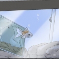 Determinare se il tuo pesce è morto
