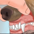 Riconoscere l'avvelenamento nei cani
