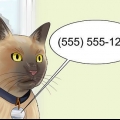 Muoversi con un gatto