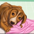 Ferma il comportamento distruttivo nei cani