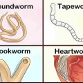 Identificazione di diversi vermi nei cani