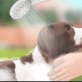 Tieni le mosche lontane dai cani