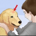 Trattare i morsi delle pulci nei cani