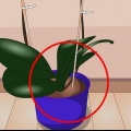 Prendersi cura delle piante d'appartamento