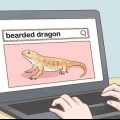Prendersi cura di un drago barbuto